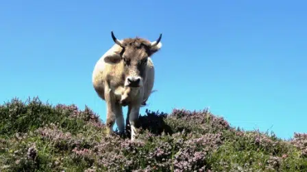 Asturias, Picos de Europa
