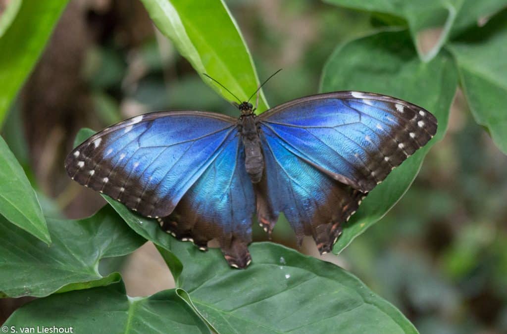 Benalmadena vlinderpark Costa del Sol