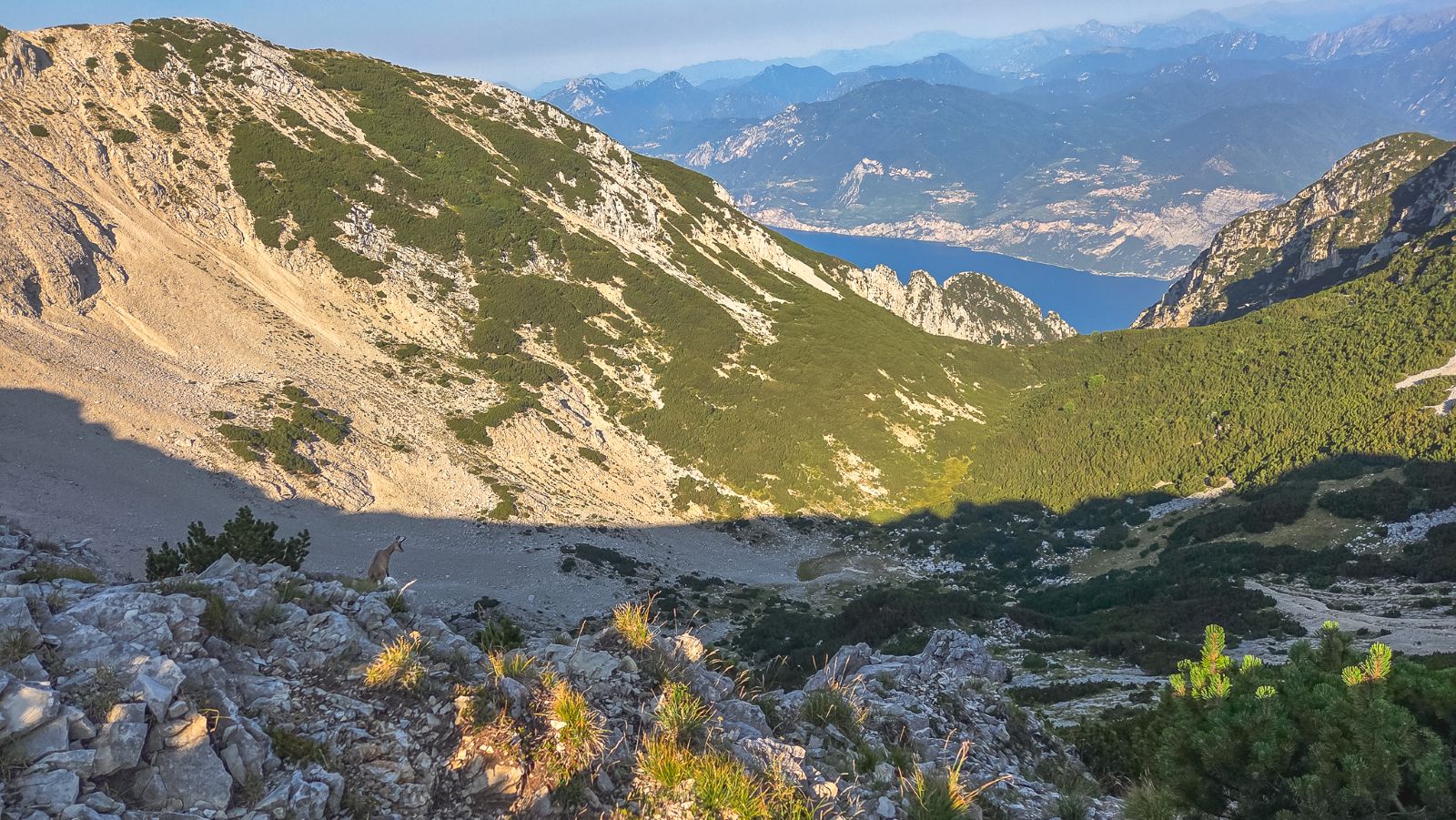 berggeit Monte Baldo berggeit